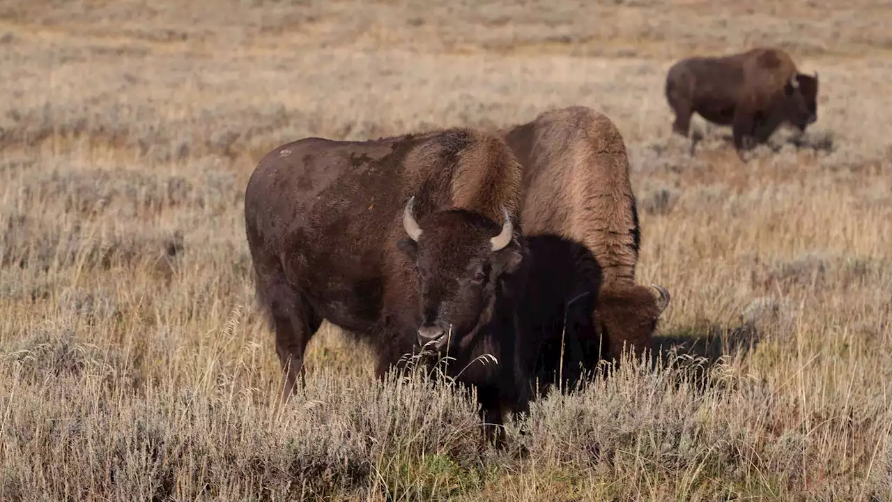 Woman gored by bison during engagement trip ends up with a sweet proposal next to her hospital bed