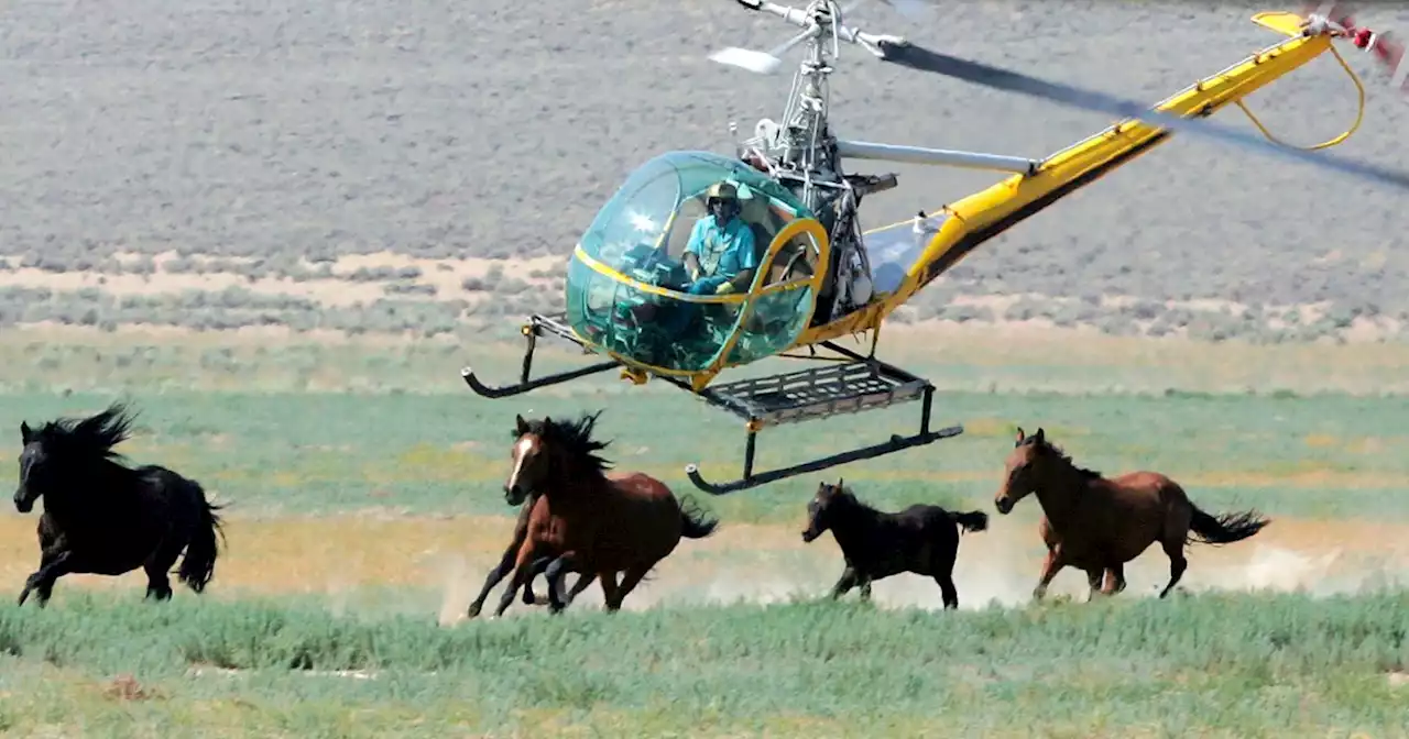 11 mustangs die in Nevada roundup caught on video