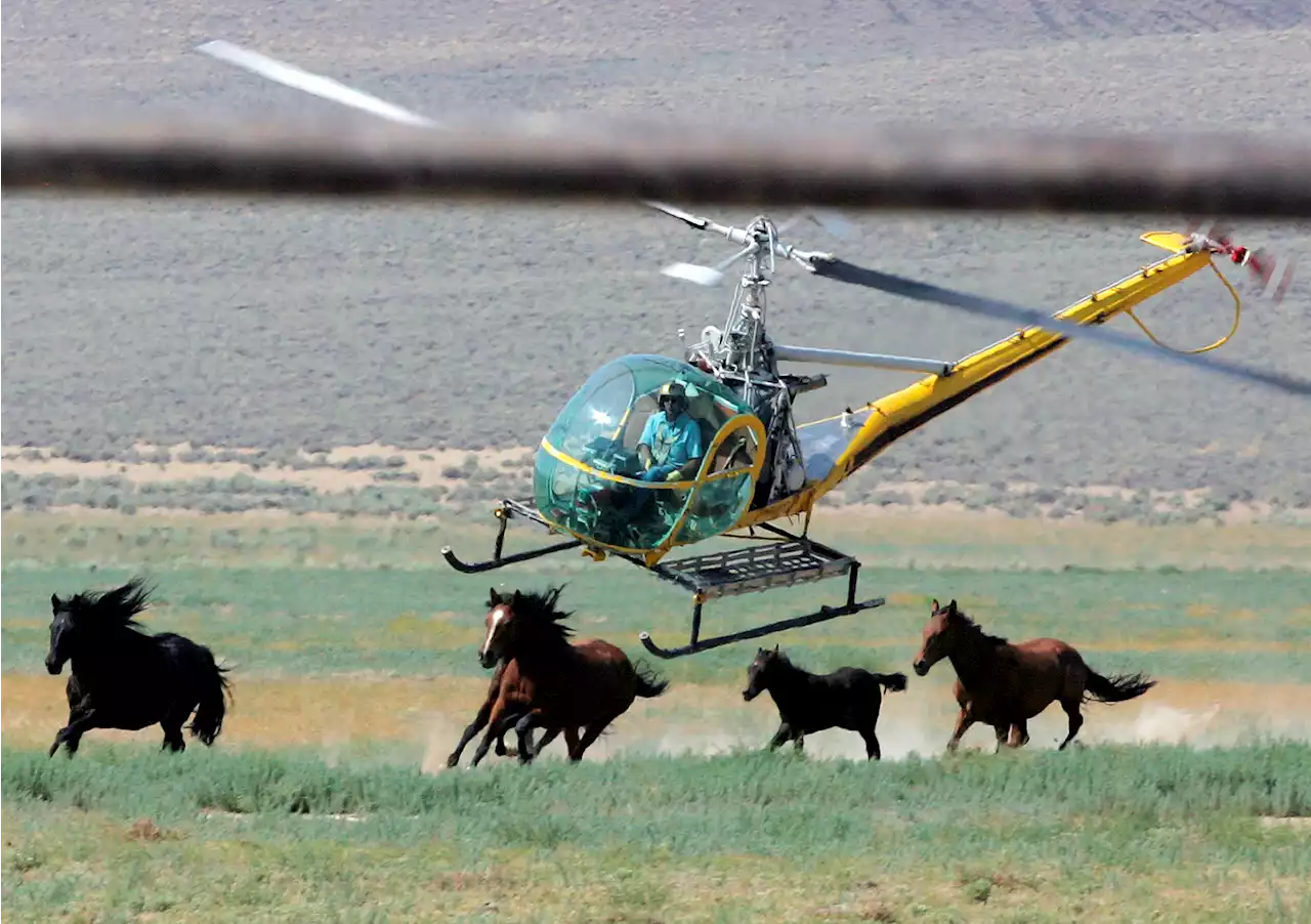 11 wild horses die in Nevada mustang roundup caught on video