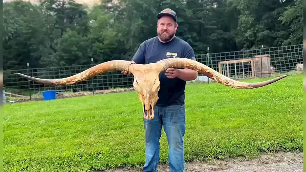 Winchendon farm owner gets stolen cow skull back