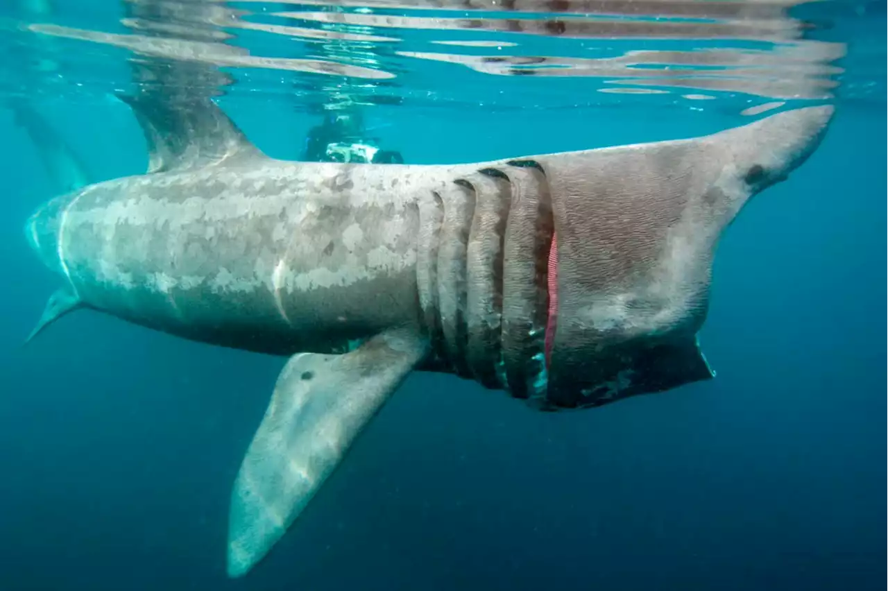 Basking sharks are one of the few warm-blooded species of fish