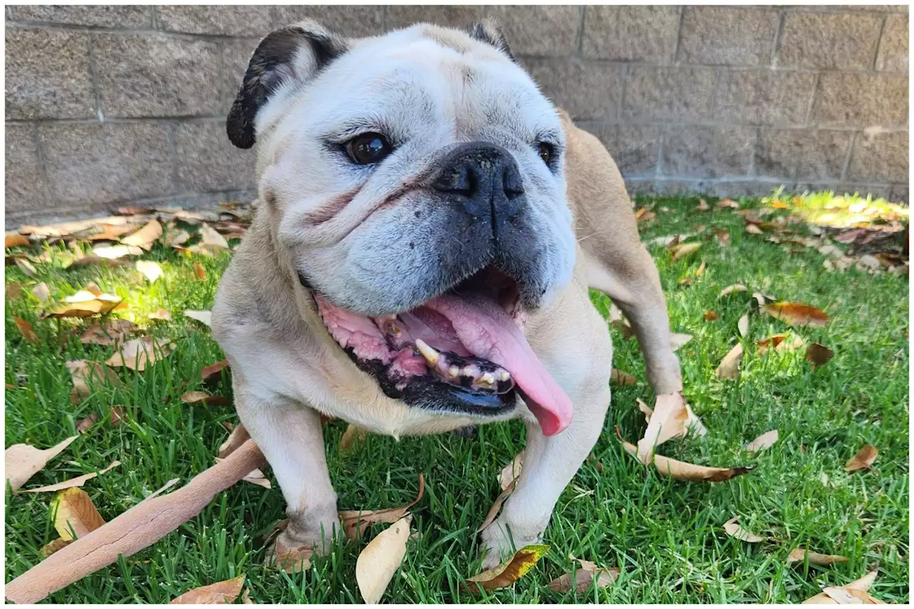 Bulldog, 10, tied to dumpster and abandoned with no note, water or bedding