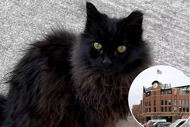 ‘Coors Field cat’ ready to retire, looks for new home after living in Colorado Rockies’ stadium for 10 years