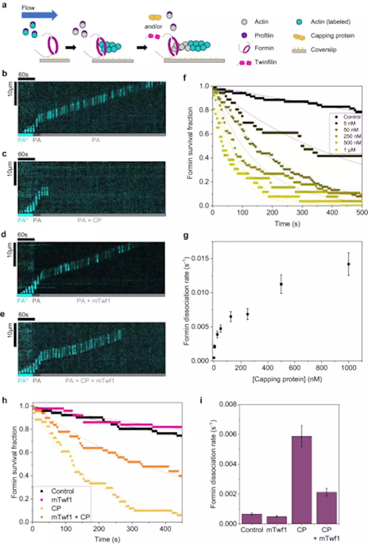 Multicomponent regulation of actin barbed end assembly by twinfilin, formin and capping protein - Nature Communications