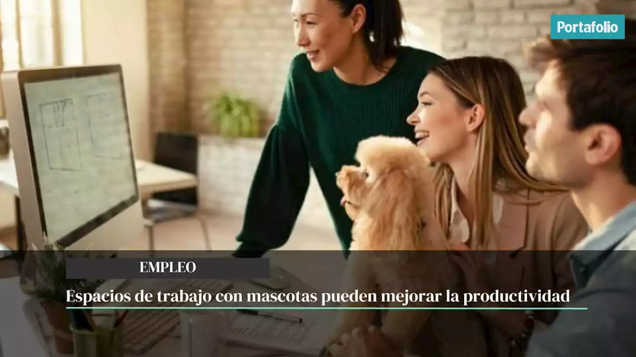 Espacios de trabajo con mascotas pueden mejorar la productividad