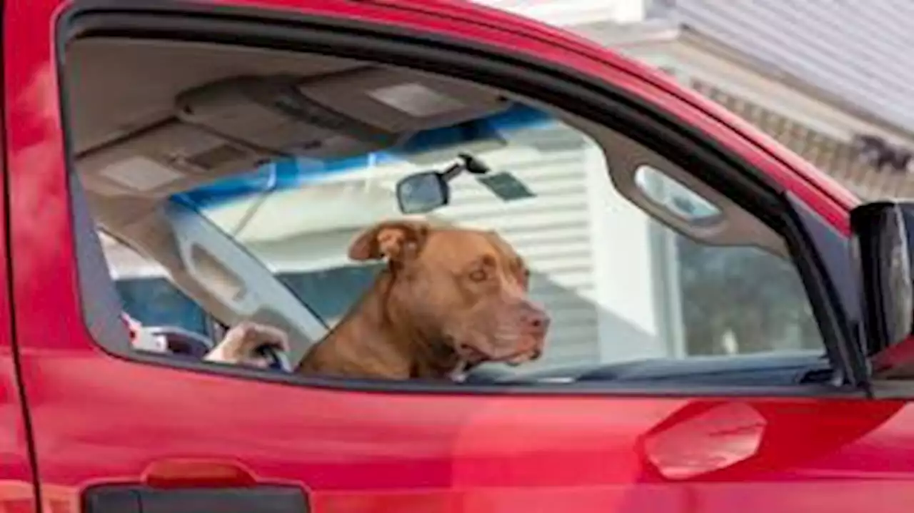 Viajar com cachorro: dicas para um trajeto tranquilo e seguro em ônibus, avião e carro