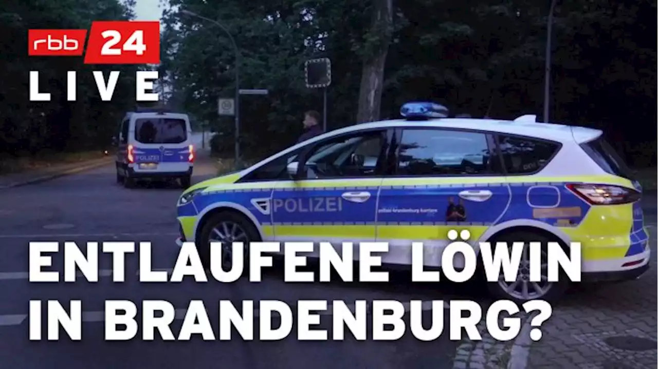 Social Live: Polizei sucht freilaufende Löwin in Brandenburg