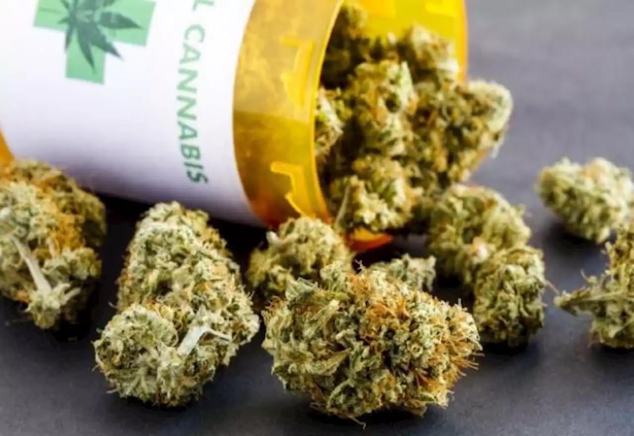 Anvisa proíbe importação de flores de maconha para uso medicinal - SBT News