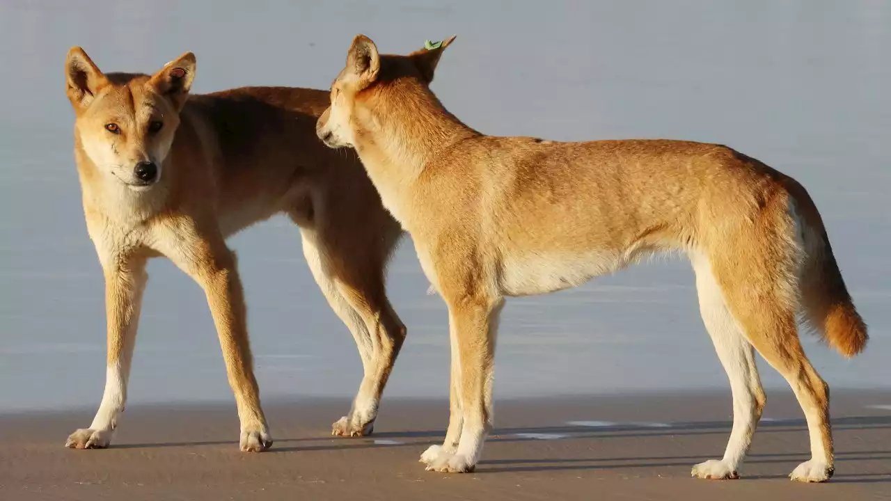 'High-risk': Dingo euthanised following pack attack on K'gari