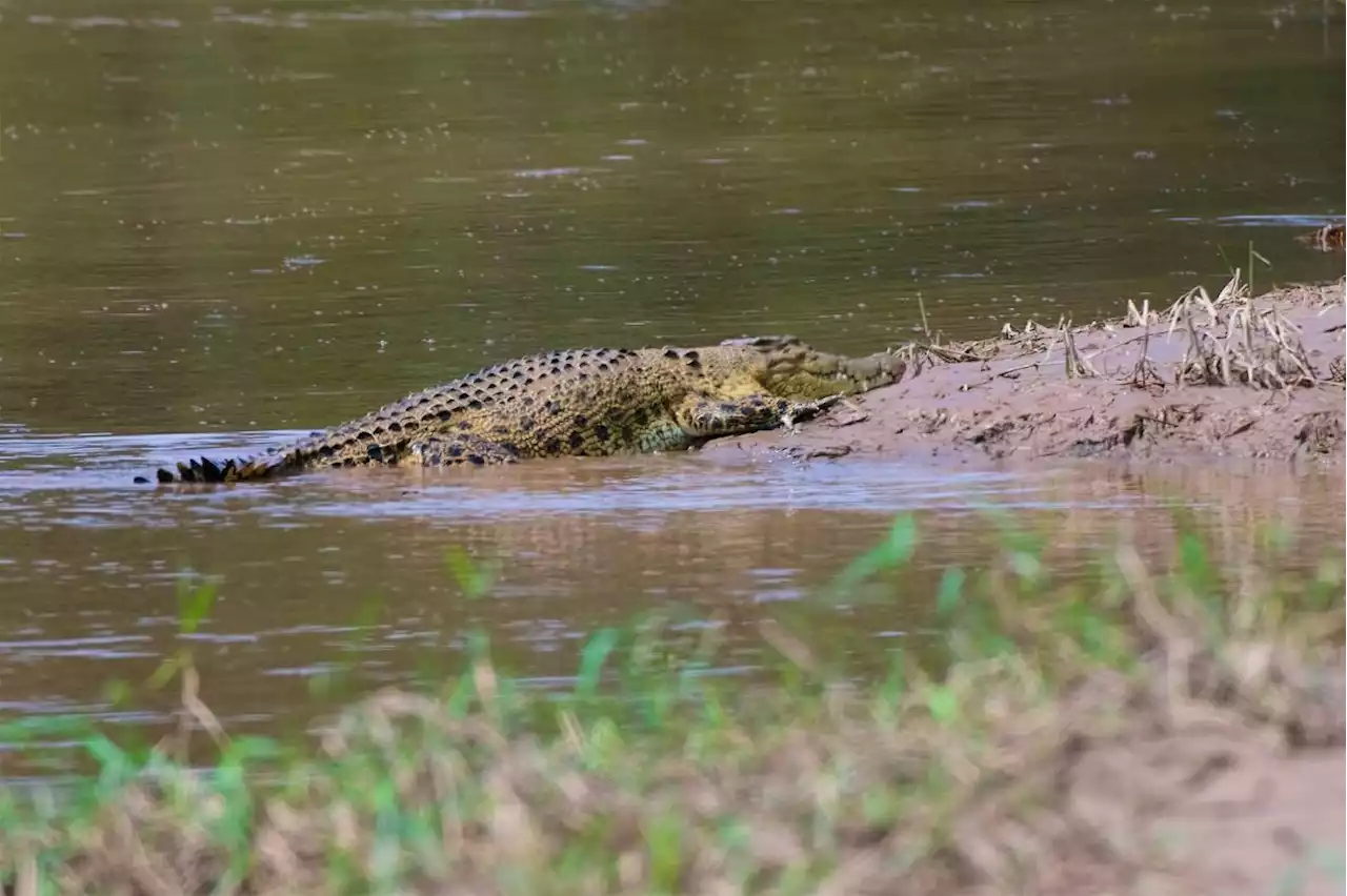 Search ops mounted for senior citizen mauled by croc in Tawau