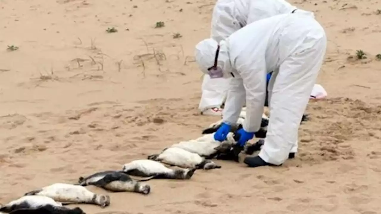 Hallaron más de 300 pingüinos muertos en la costa uruguaya