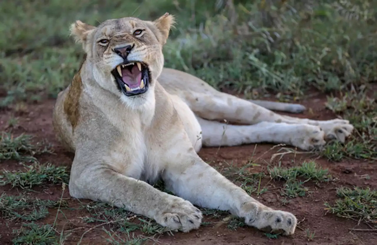 Residents of Berlin suburbs urged to stay indoors amid reports of a lioness on the loose