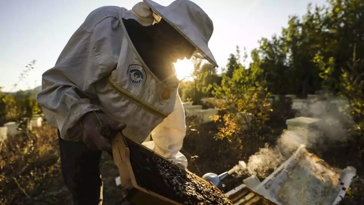 As busy as a bee: Turkish honey exported to 46 countries