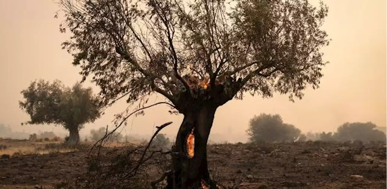 Calor extremo, inundações e incêndios florestais são 'novo normal'?