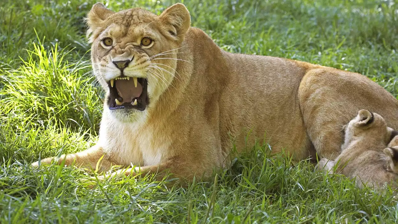 Löwe bei Berlin entlaufen: So verhältst du dich bei einer Begegnung mit der Raubkatze