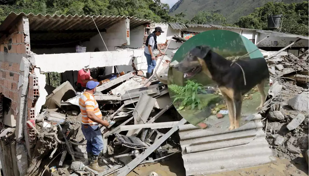 'Trotski', el perro que salvó la vida de una familia tras avalancha de Quetame