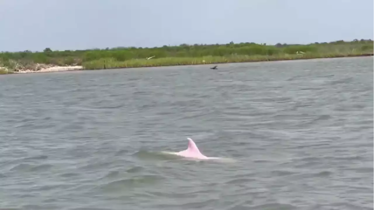 Louisiana fisherman spots rare pink dolphins in river