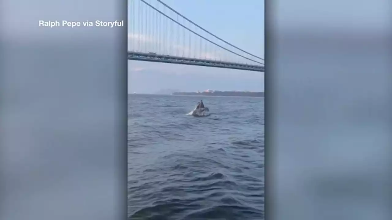 Whale breach surprises NYC fishermen near Verrazano-Narrows Bridge