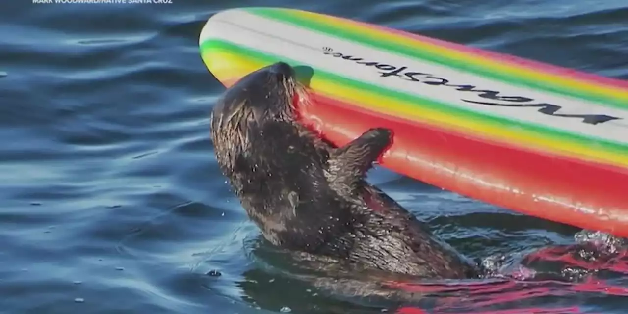 The sea otter harassing surfers off the California coast eludes capture as her fan club grows