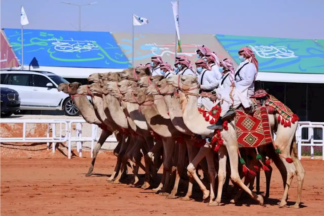 Lembaga investasi Saudi dirikan perusahaan, genjot industri susu unta