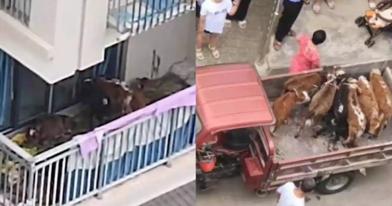 Moo-ved out: China flat owner removes 7 cows from balcony following complaints