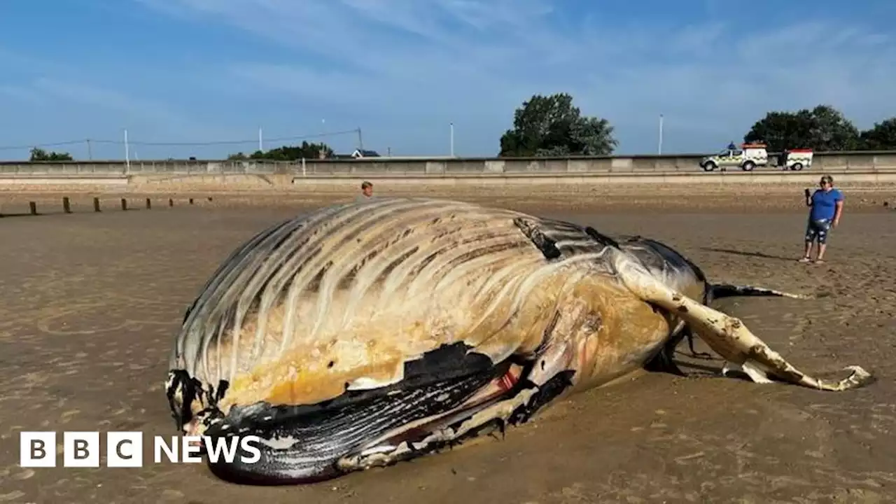 Dead whale washes up on Kent beach