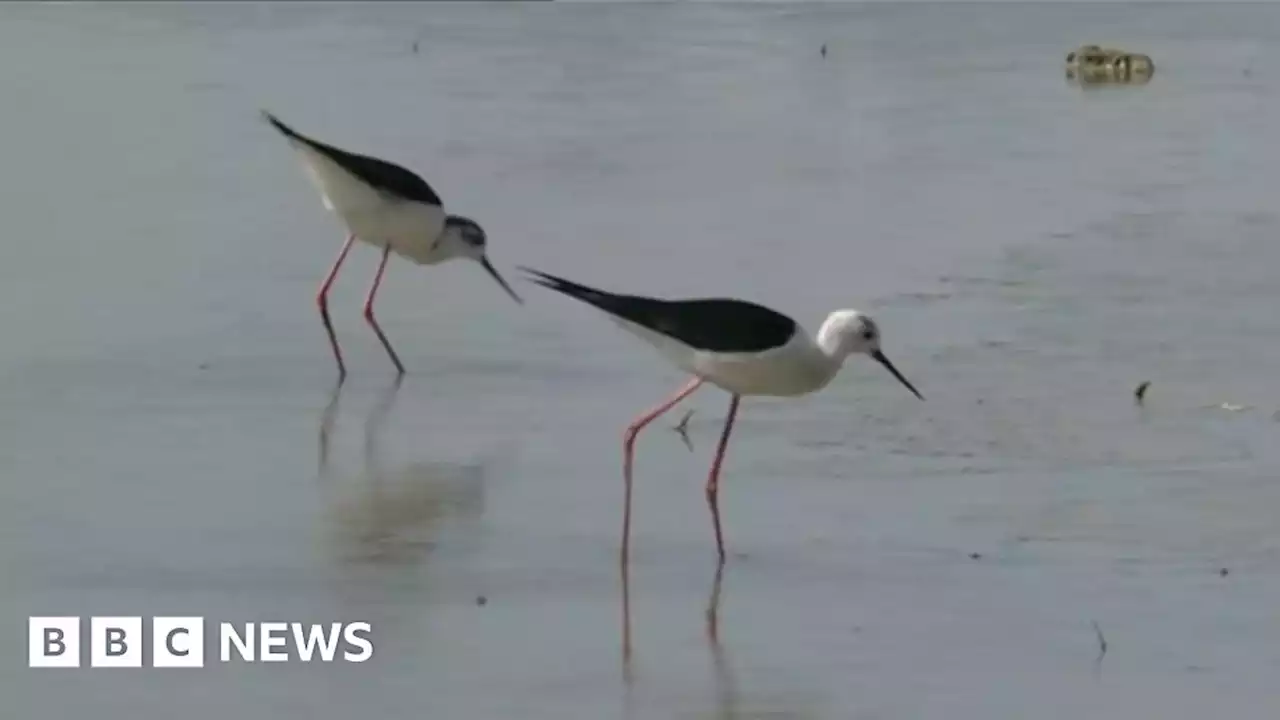 Black-winged stilt breeds in Kent marsh due to climate change