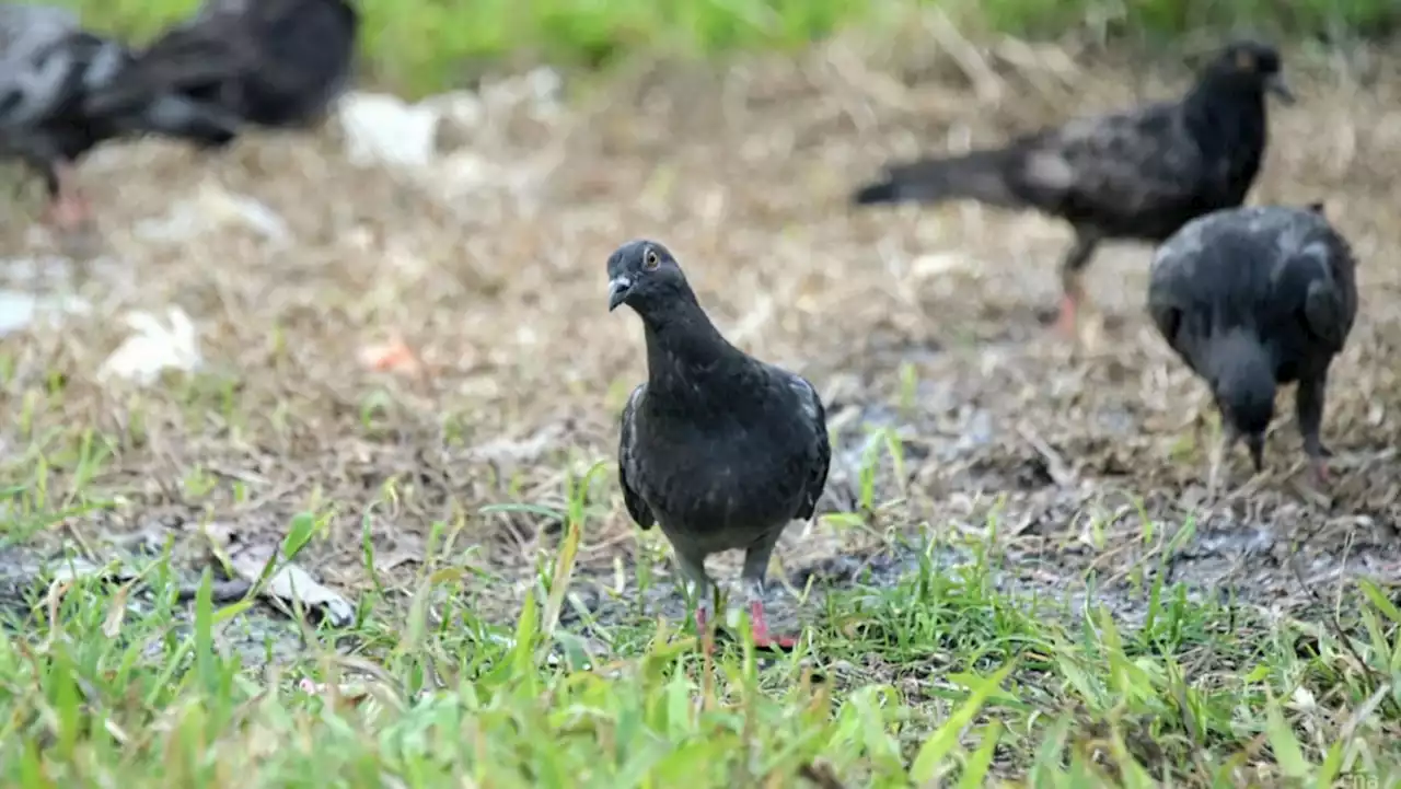 Repeat offender fined S$4,800 by court for feeding birds 16 times