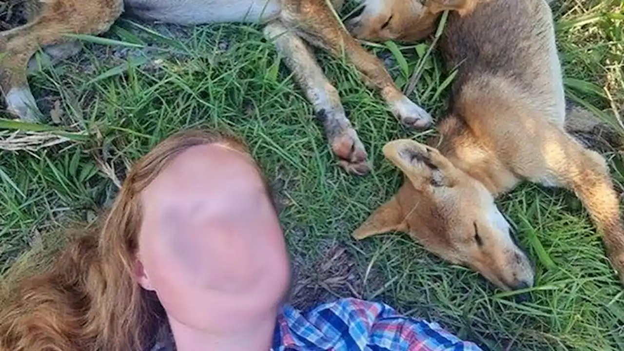 Tourists fined for dingo selfies as rangers warn of rising wild dog attacks | CNN