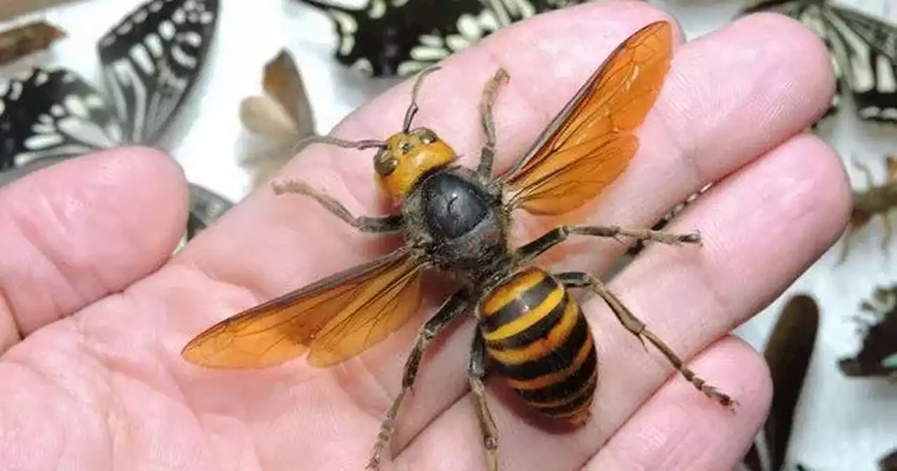 Asian hornets attack 10 people as bugs that can kill in minutes increase in UK