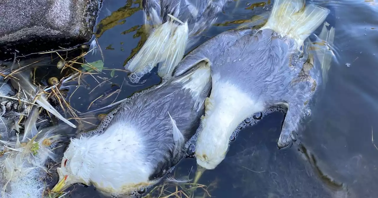 Seabird colony on Isle of May wiped out after bird flu outbreak