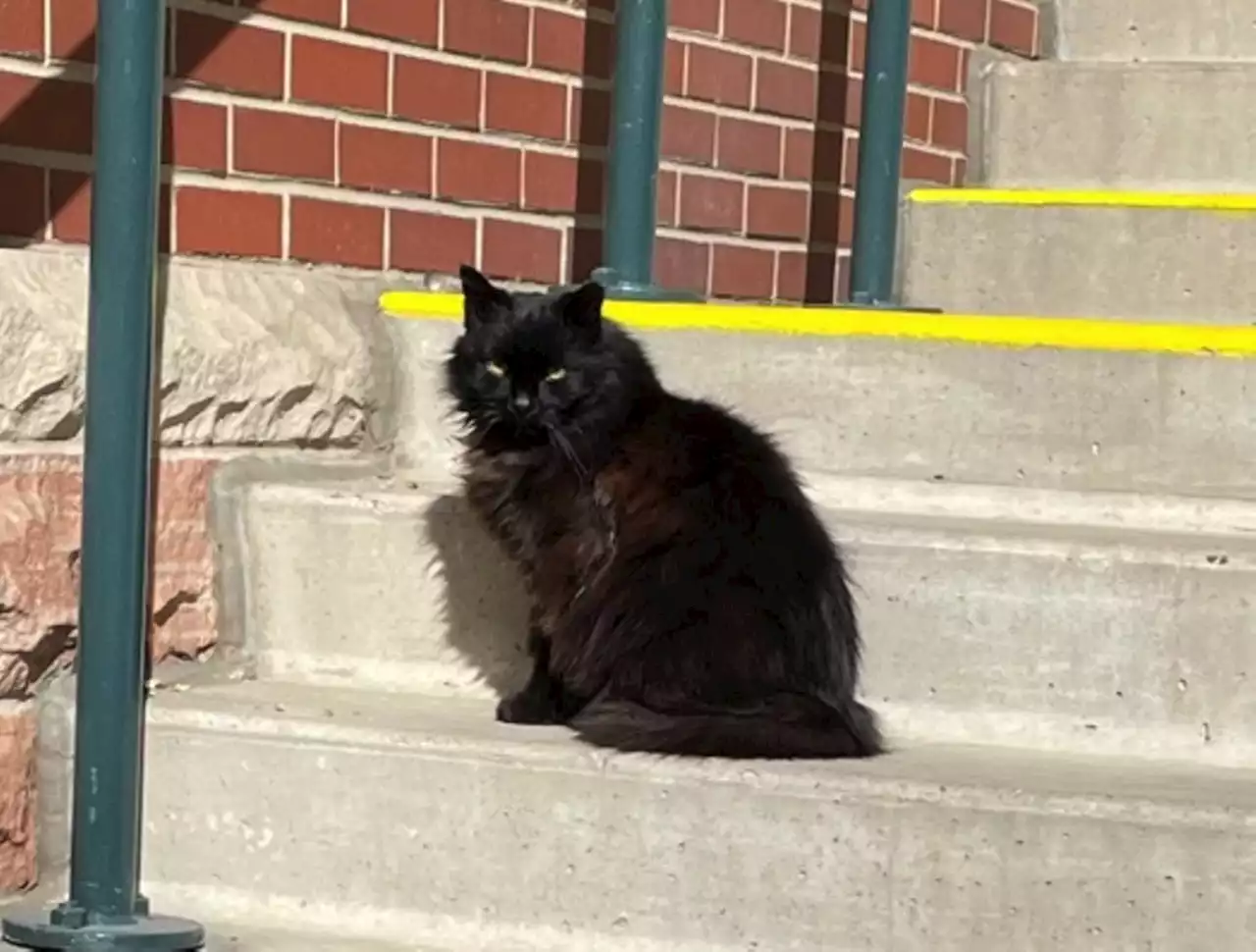 Smokey the Coors Field Cat Retires, but Is Immortalized in a New Song