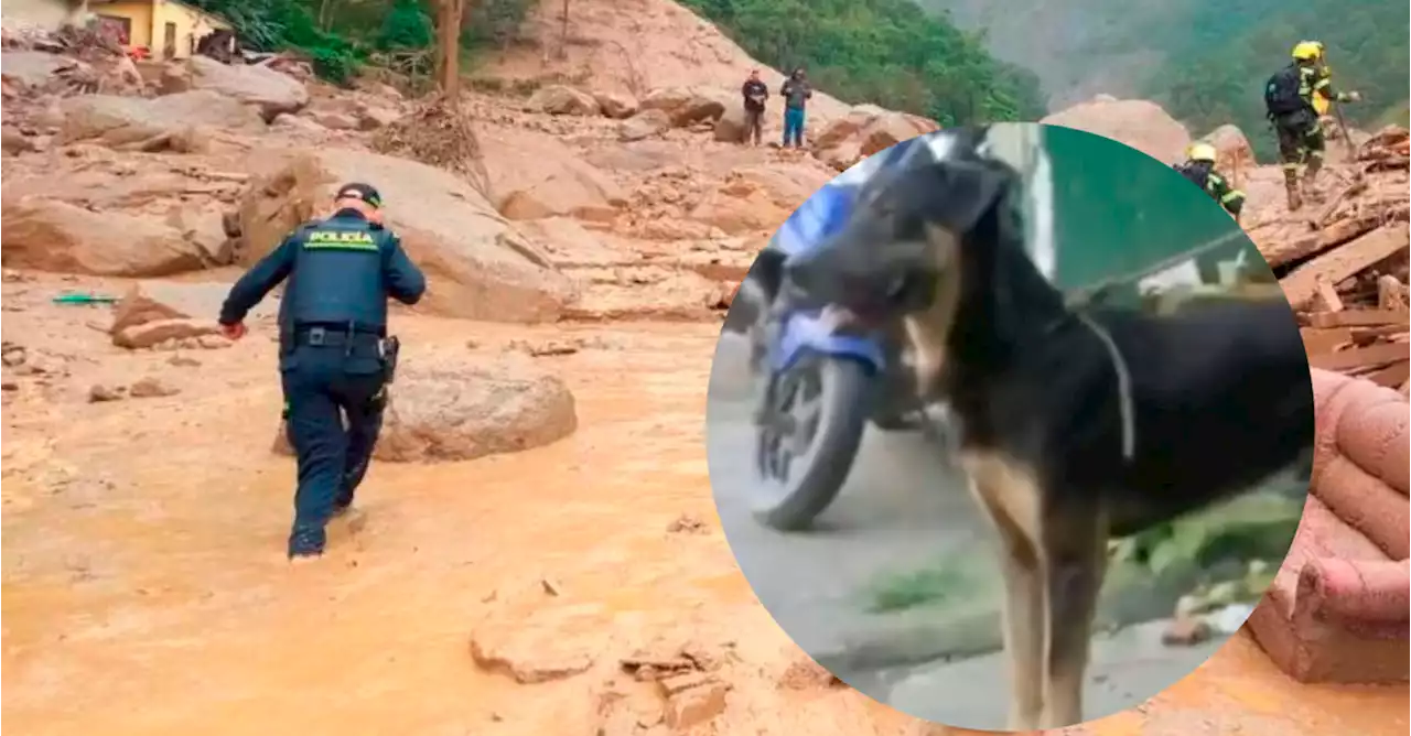 Trotski: el perrito que le salvó la vida a una familia de la avalancha en Quetame