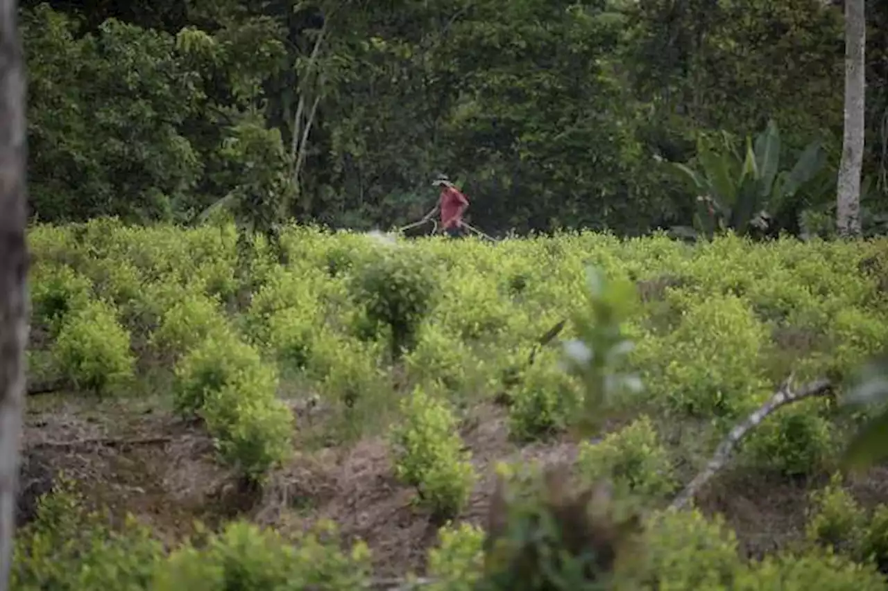 “Ha disminuido el envío de cocaína de Colombia a los Estados Unidos”: Petro