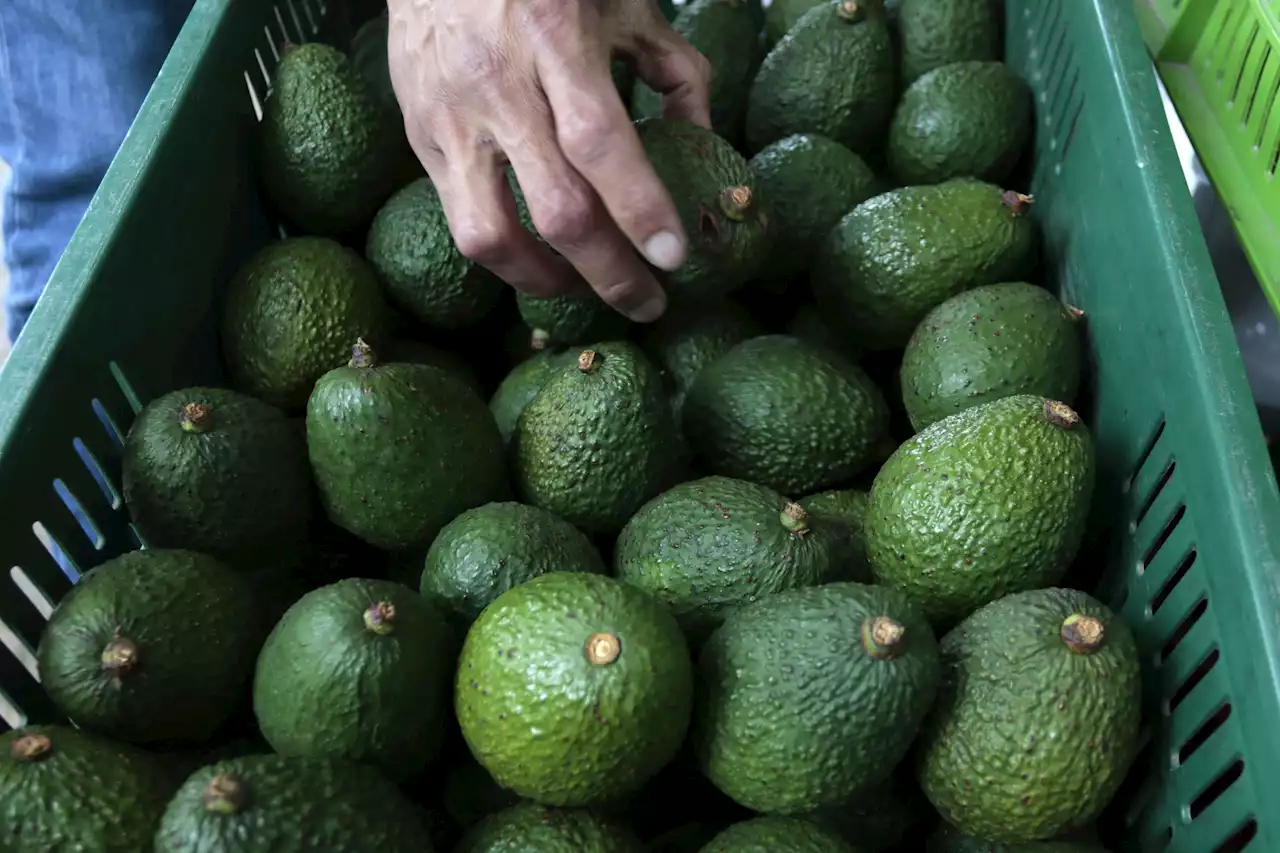 Aguacate Hass, la apuesta de los productores en Cauca