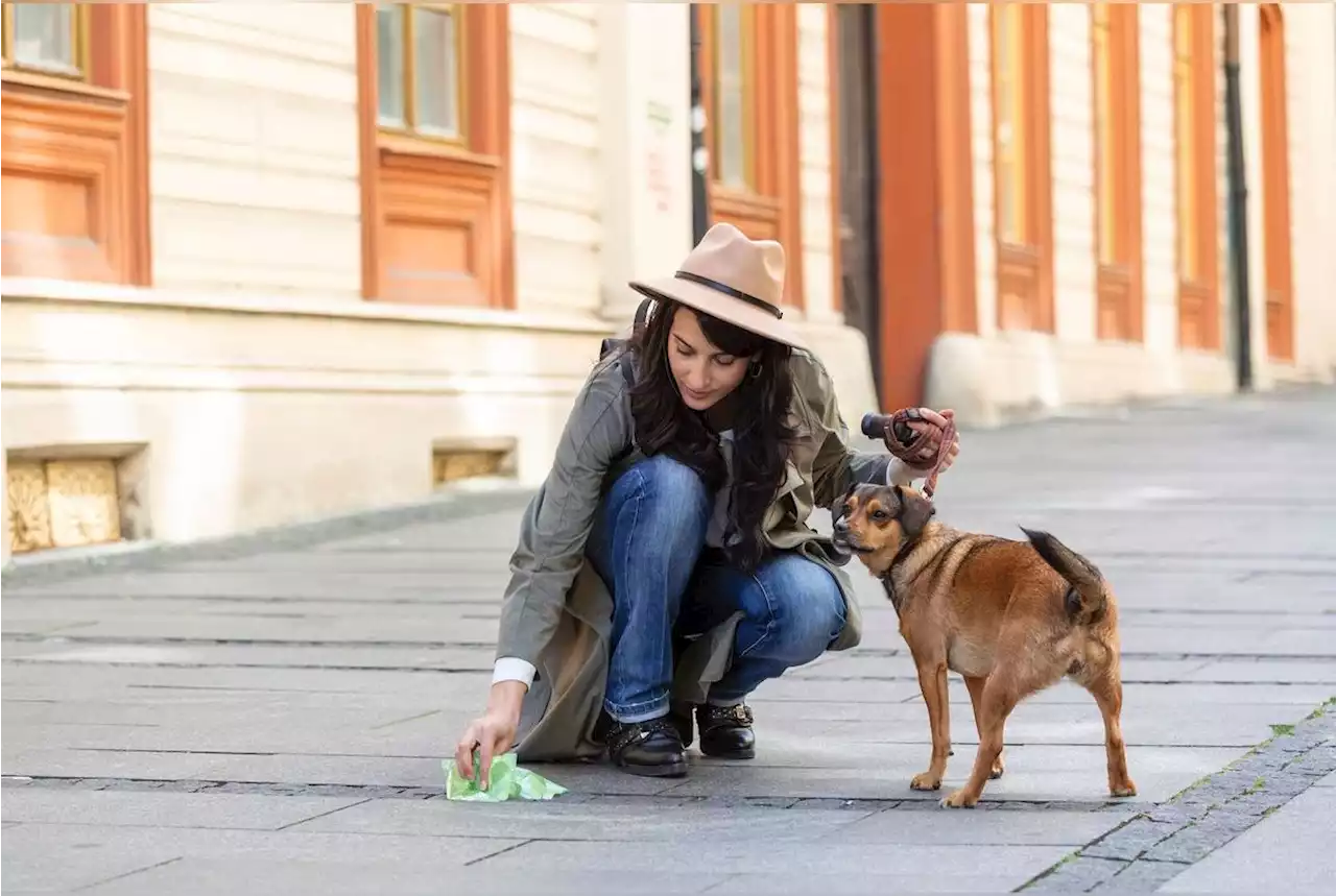 La ville de Béziers instaure un fichage ADN des chiens pour lutter contre les déjections