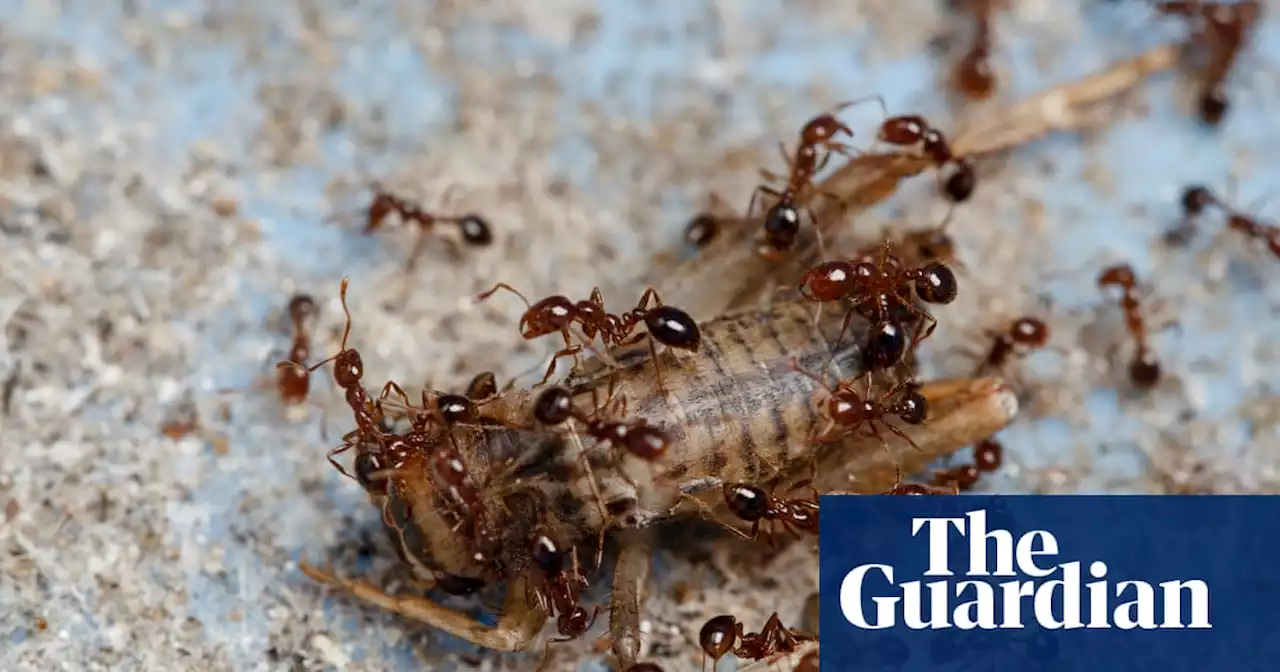 NSW at ‘extreme risk’ of fire ant invasion after nest discovered 5.5km from border