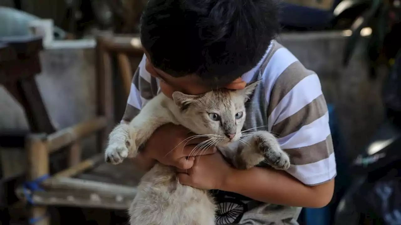 Waspadai Luka akibat Kucing untuk Menghindari Penularan Rabies