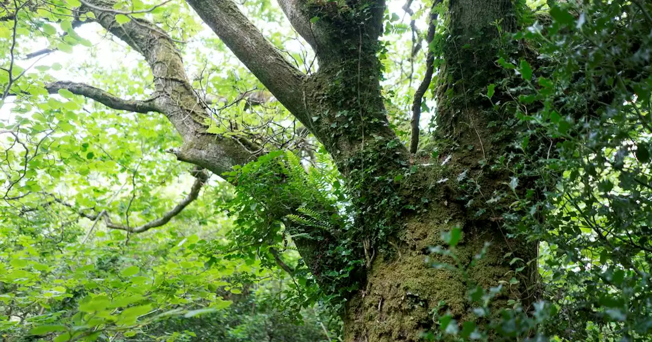 Restoring the great woods of Aughty ‘reminds us of the profound importance of our ancient forests’