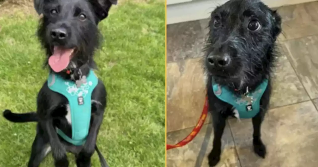 Owner wanted dog to be put down ‘because he barks’ | JOE.ie