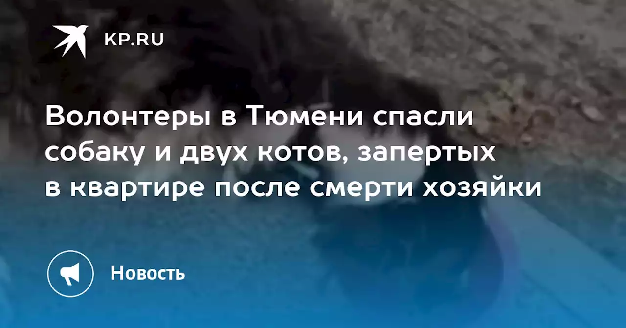 Волонтеры в Тюмени спасли собаку и двух котов, запертых в квартире после смерти хозяйки