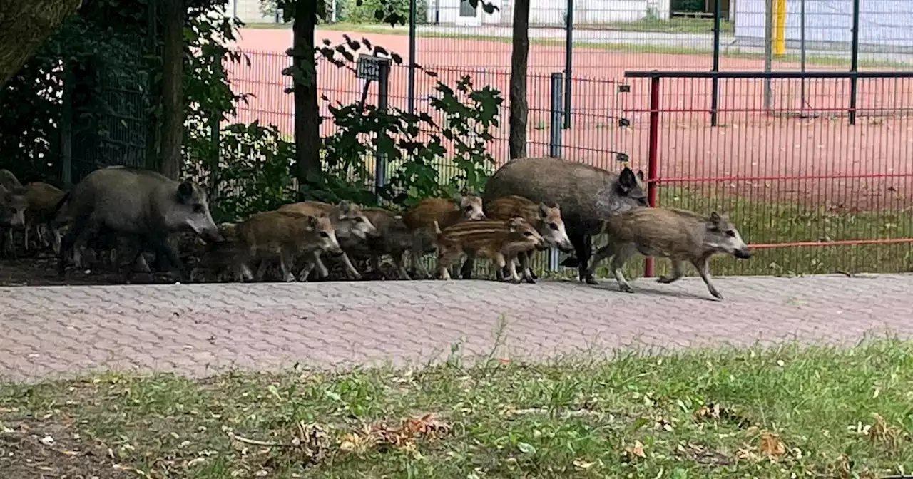 Doch keine Löwin: Suche nach Großkatze in Berlin wurde eingestellt