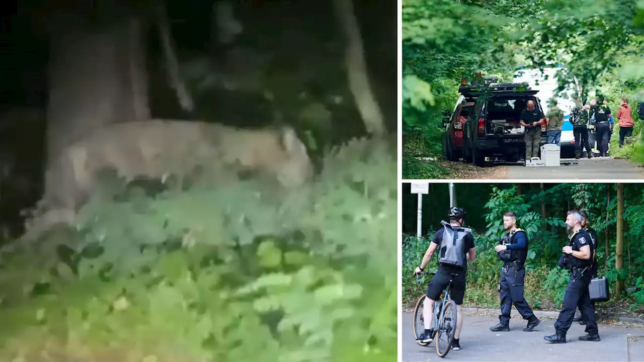 'Stay out of the woods': Snipers, trackers and night vision drones deployed as lion remains on the loose near Berlin