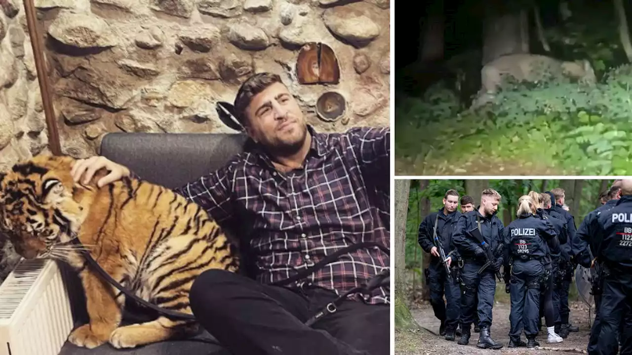 Crime boss's son calls for safe return of missing Berlin 'lion' - as authorities insist video actually shows a wild boar