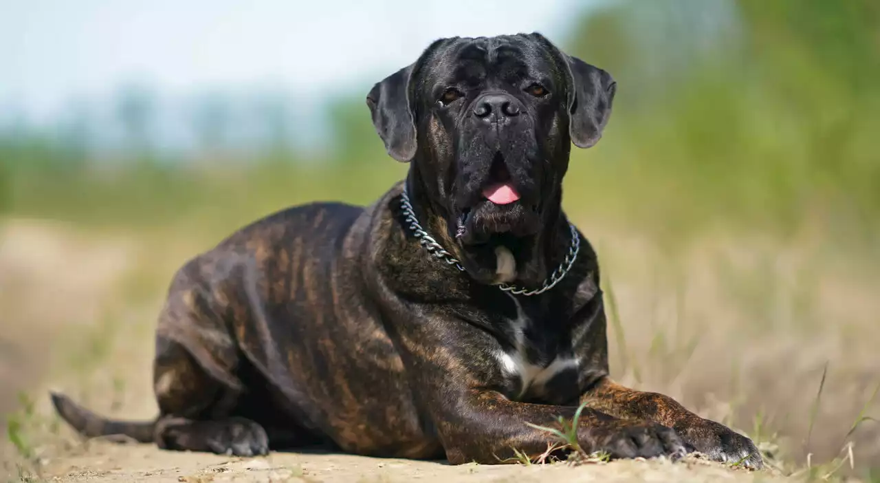 Bambina di 5 anni azzannata al volto da un cane corso: «Stavano giocando insieme quando l'ha morsa», è in gravi condizioni