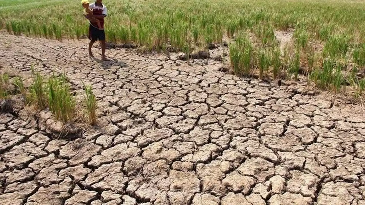 Hadang Dampak El Nino, 6 Provinsi Jadi Benteng Pasokan Pangan Indonesia