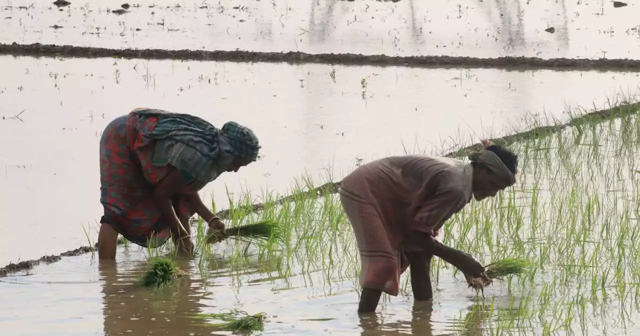 Le riz blanc non basmati interdit d’exportation par l’Inde, premier exportateur mondial