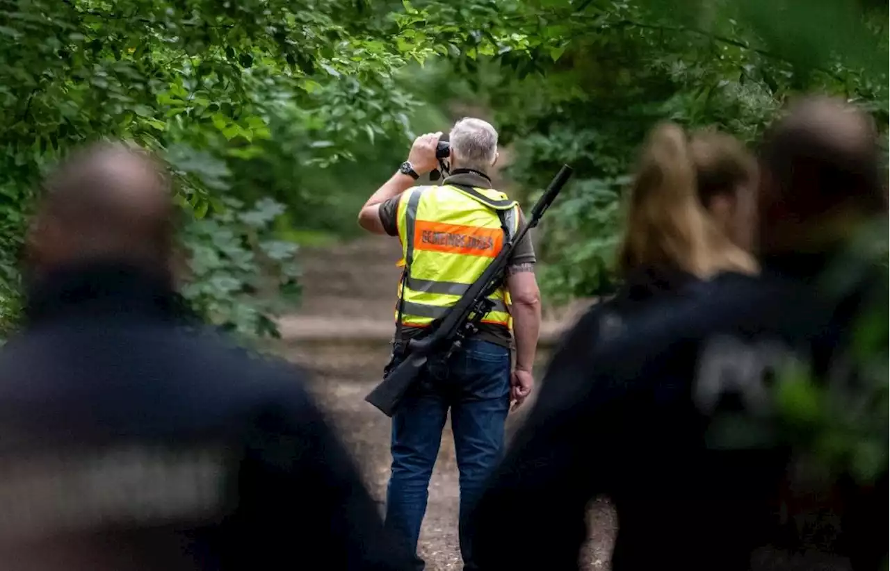 Entlaufene Löwin von Berlin: Clan-Mitglied irritiert mit Ankündigung – „Erst mir Bescheid geben“