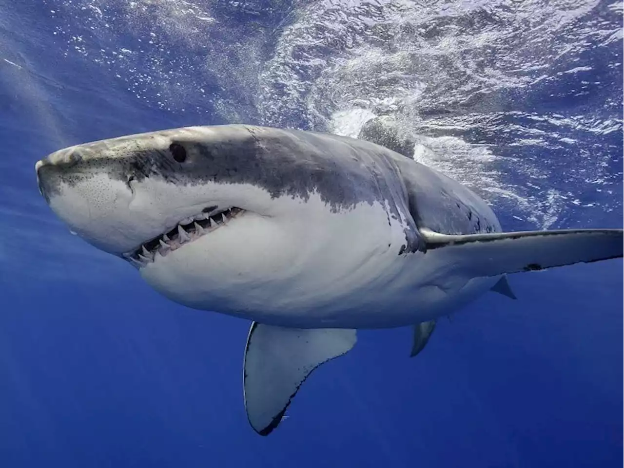 Sharks are reacting in unexpected ways as cocaine gets dumped off Florida coast