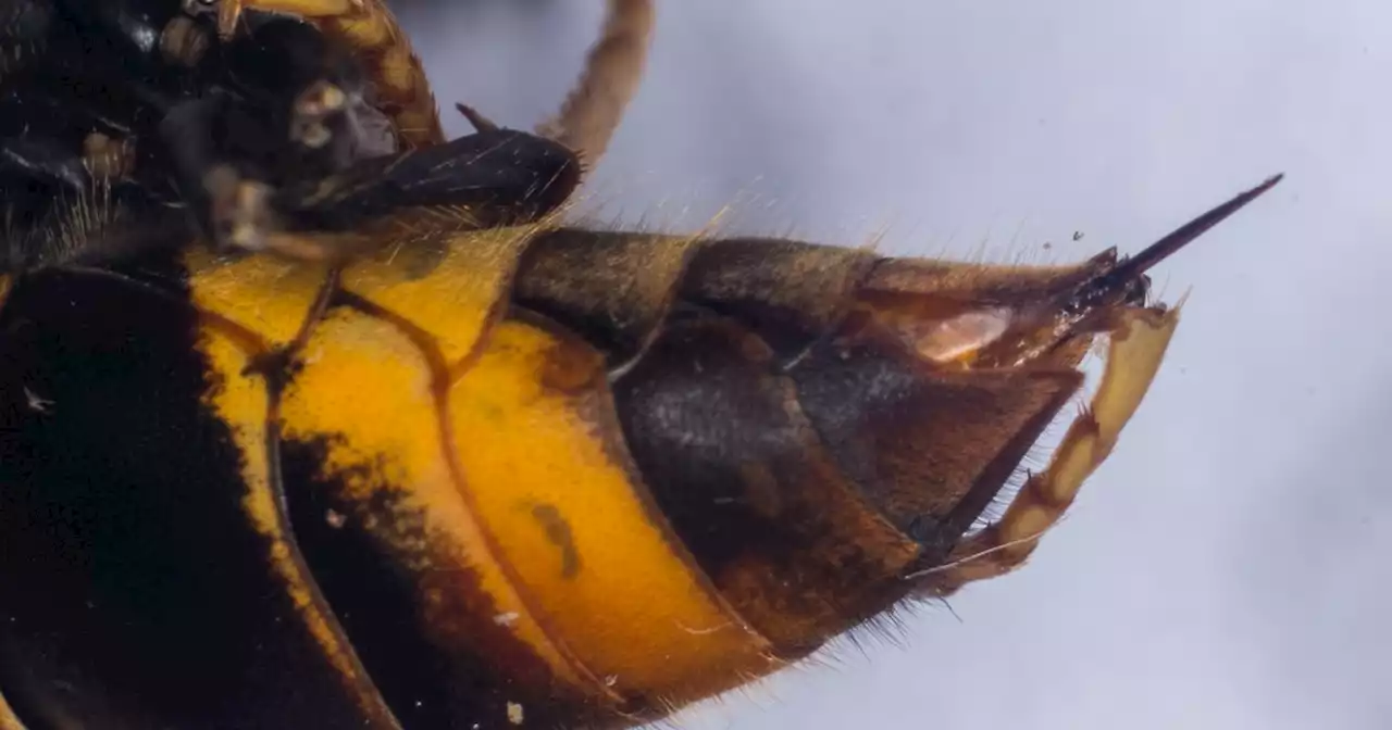 Asian hornets attack 10 Brits as they hit UK mainland